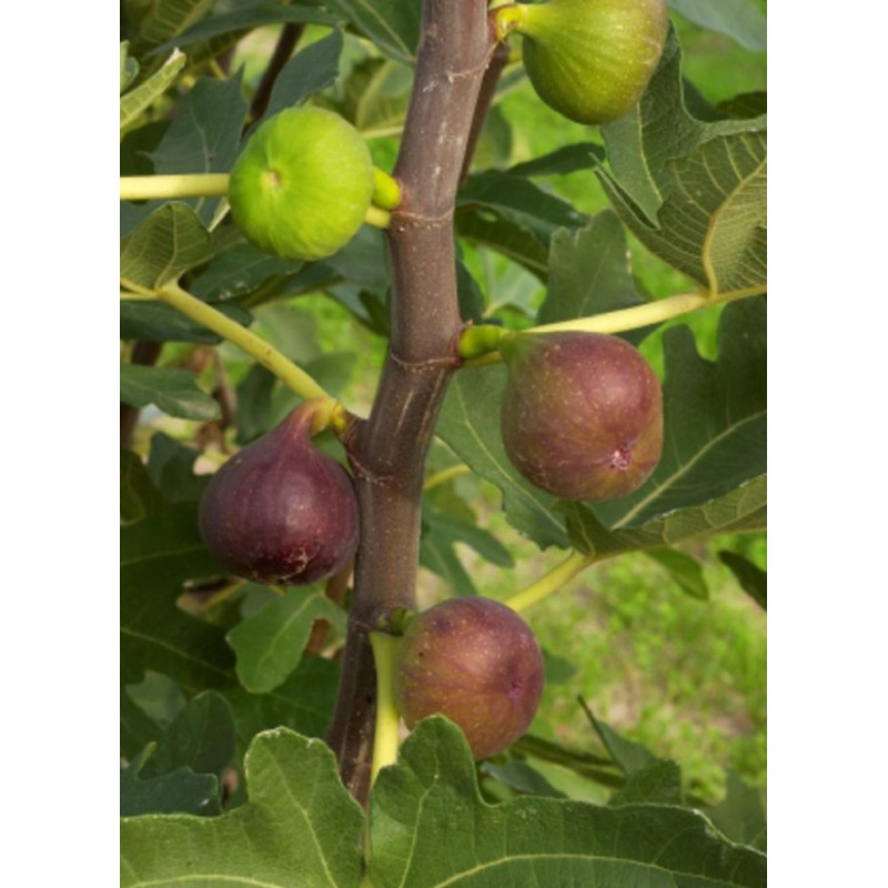 FIGUIER ROUGE DE BORDEAUX - PASTILIÈRE