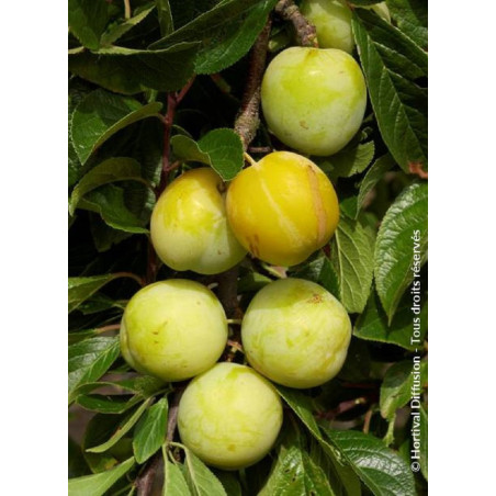 PRUNIER REINE CLAUDE D'OULLINS