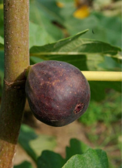 FIGUIER VIOLETTE DAUPHINE