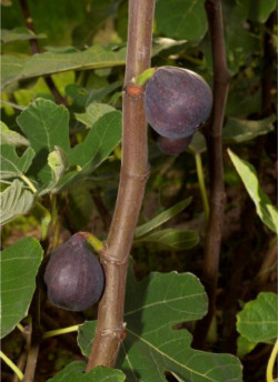 FIGUIER VIOLETTE DAUPHINE