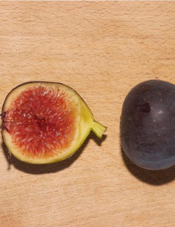 FIGUIER VIOLETTE DAUPHINE