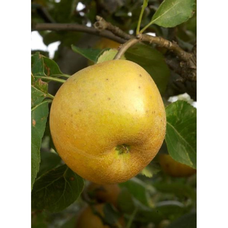 POMMIER REINETTE GRISE DU CANADA