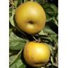POMMIER REINETTE GRISE DU CANADA