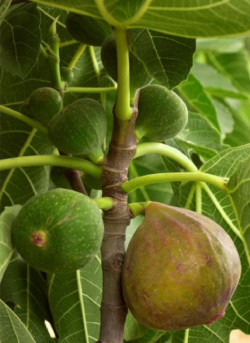 FIGUIER VIOLETTE NORMANDE