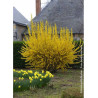 FORSYTHIA intermedia LYNWOOD GOLD