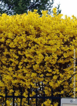 FORSYTHIA intermedia LYNWOOD GOLD