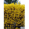 FORSYTHIA intermedia LYNWOOD GOLD