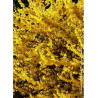 FORSYTHIA intermedia MAREE D'OR