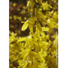 FORSYTHIA intermedia MAREE D'OR