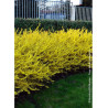 FORSYTHIA intermedia MAREE D'OR