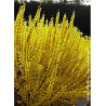 FORSYTHIA intermedia WEEK END