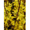 FORSYTHIA intermedia WEEK END