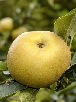 POMMIER REINETTE BLANCHE DU CANADA