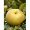 POMMIER REINETTE BLANCHE DU CANADA