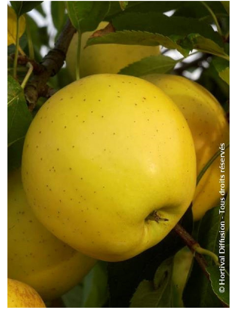 POMMIER GOLDEN DELICIOUS