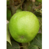 POMMIER GRANNY SMITH