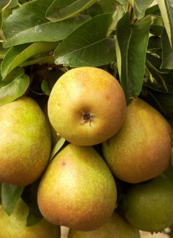 POIRIER BEURRE HARDY