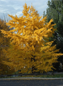 GINKGO biloba