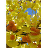 GINKGO biloba