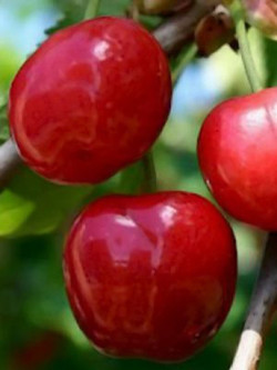 CERISIER ANGLAISE HÂTIVE