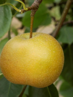 NASHI - POMME POIRE KOSUI
