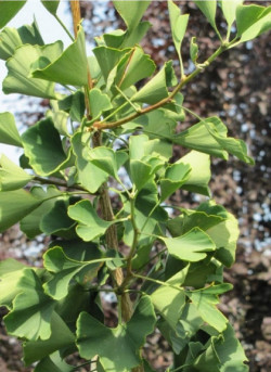 GINKGO biloba PRINCETON SENTRY
