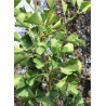 GINKGO biloba PRINCETON SENTRY