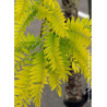 GLEDITSIA triacanthos SUNBURST