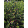 GREVILLEA juniperina