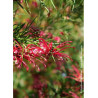 GREVILLEA juniperina