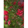GREVILLEA juniperina