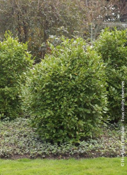 GRISELINIA littoralis