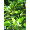 GRISELINIA littoralis