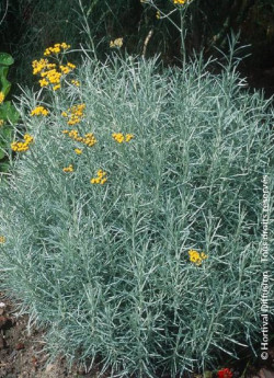 HELICHRYSUM italicum ssp. serotinum