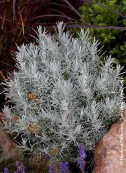 HELICHRYSUM italicum ssp. serotinum