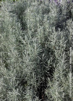 HELICHRYSUM italicum ssp. serotinum