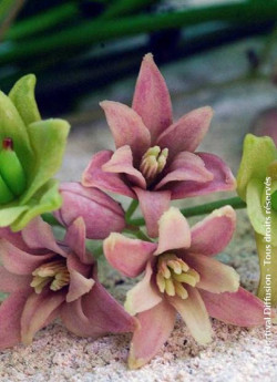 HOLBOELLIA latifolia