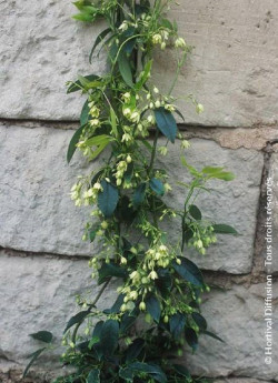 HOLBOELLIA latifolia