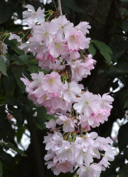 PRUNUS ACCOLADE
