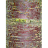 PRUNUS avium