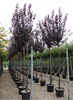 PRUNUS cerasifera ATROPURPUREA En pot de 35-50 litres forme tige hauteur du tronc 180-200 cm