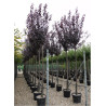 PRUNUS cerasifera ATROPURPUREA En pot de 35-50 litres forme tige hauteur du tronc 180-200 cm