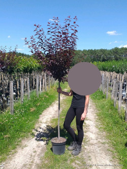 PRUNUS cerasifera ATROPURPUREA En pot de 10-12 litres forme tige hauteur du tronc 110-130 cm