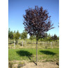 PRUNUS cerasifera ATROPURPUREA