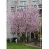 PRUNUS cerasifera ATROPURPUREA