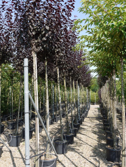 PRUNUS cerasifera ATROPURPUREA En pot de 35-50 litres forme tige hauteur du tronc 180-200 cm