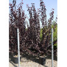 PRUNUS cerasifera ATROPURPUREA En pot de 25-30 litres