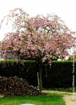 PRUNUS KIKU-SHIDARE-ZAKURA