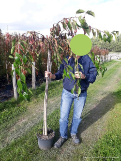 PRUNUS KIKU-SHIDARE-ZAKURA En pot de 10-12 litres forme tige hauteur du tronc 110-130 cm