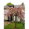 PRUNUS KIKU-SHIDARE-ZAKURA